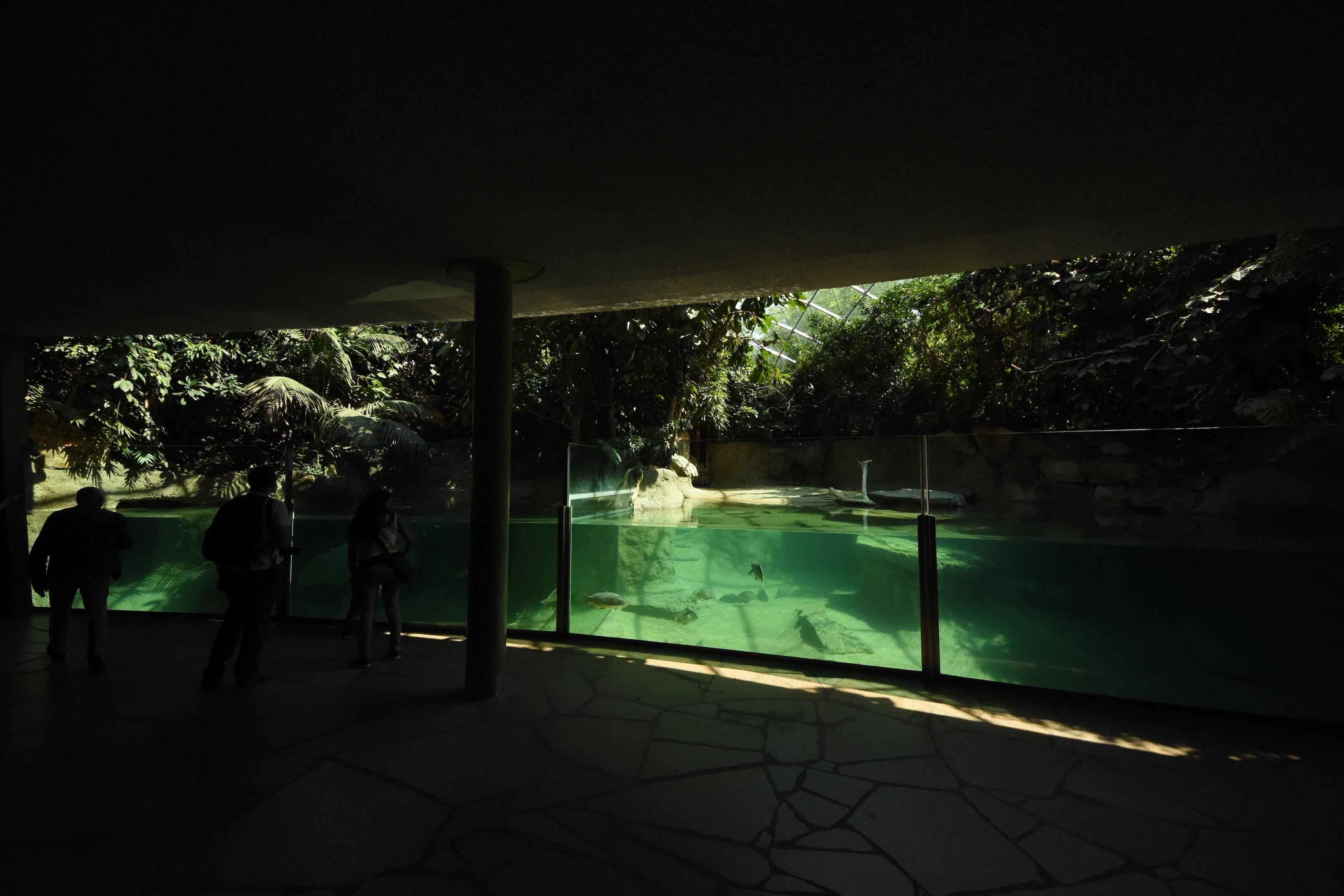 Hippo house - Pygmy hippo