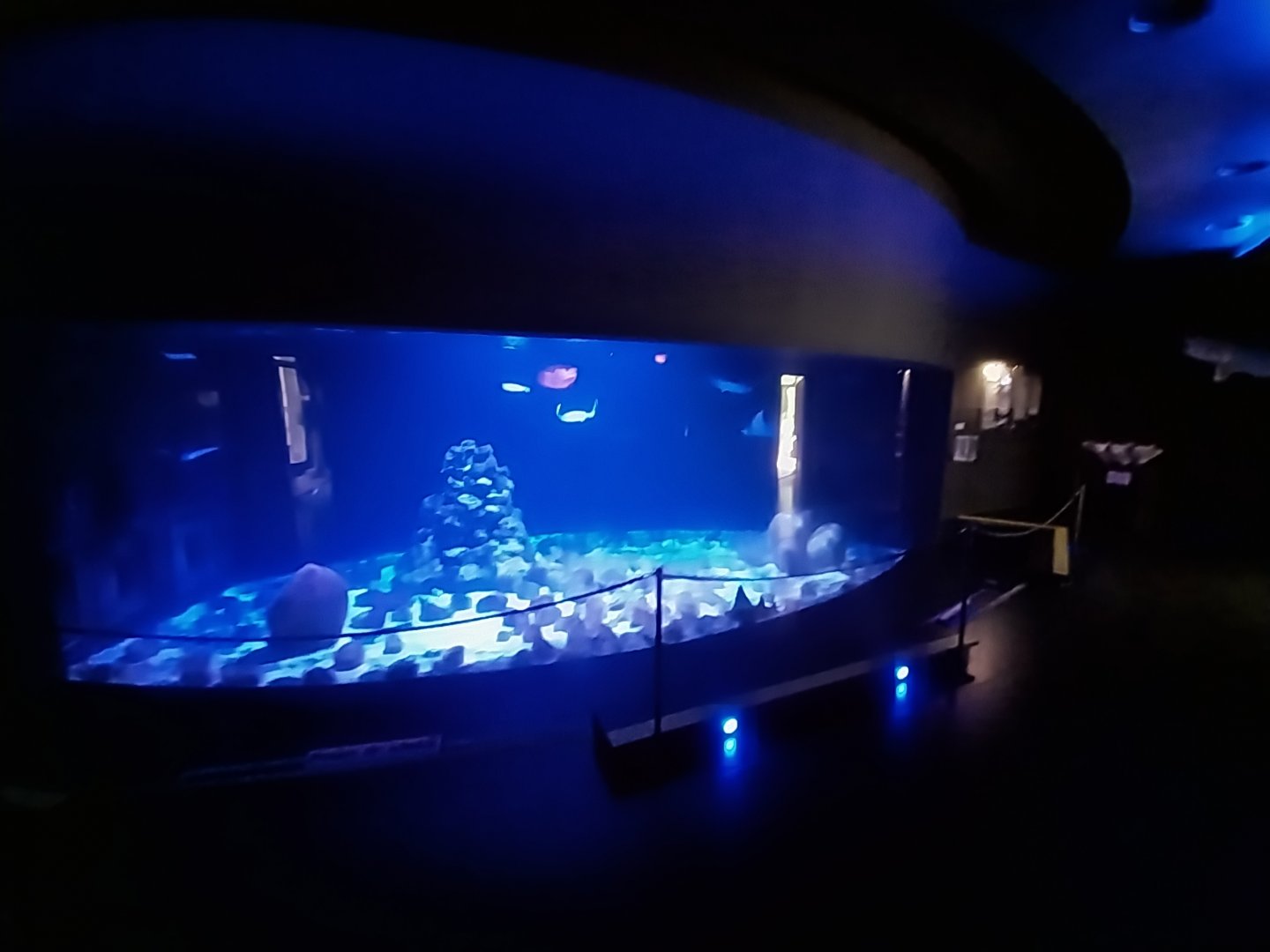 Hippo House - Shark tank