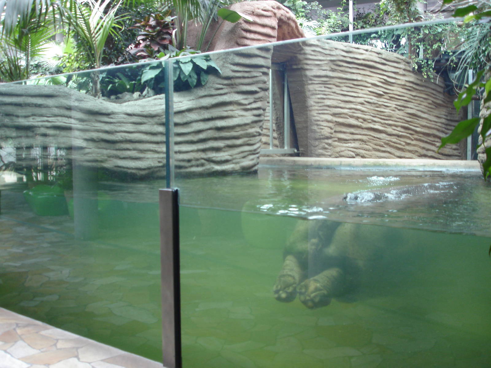 Hippo house