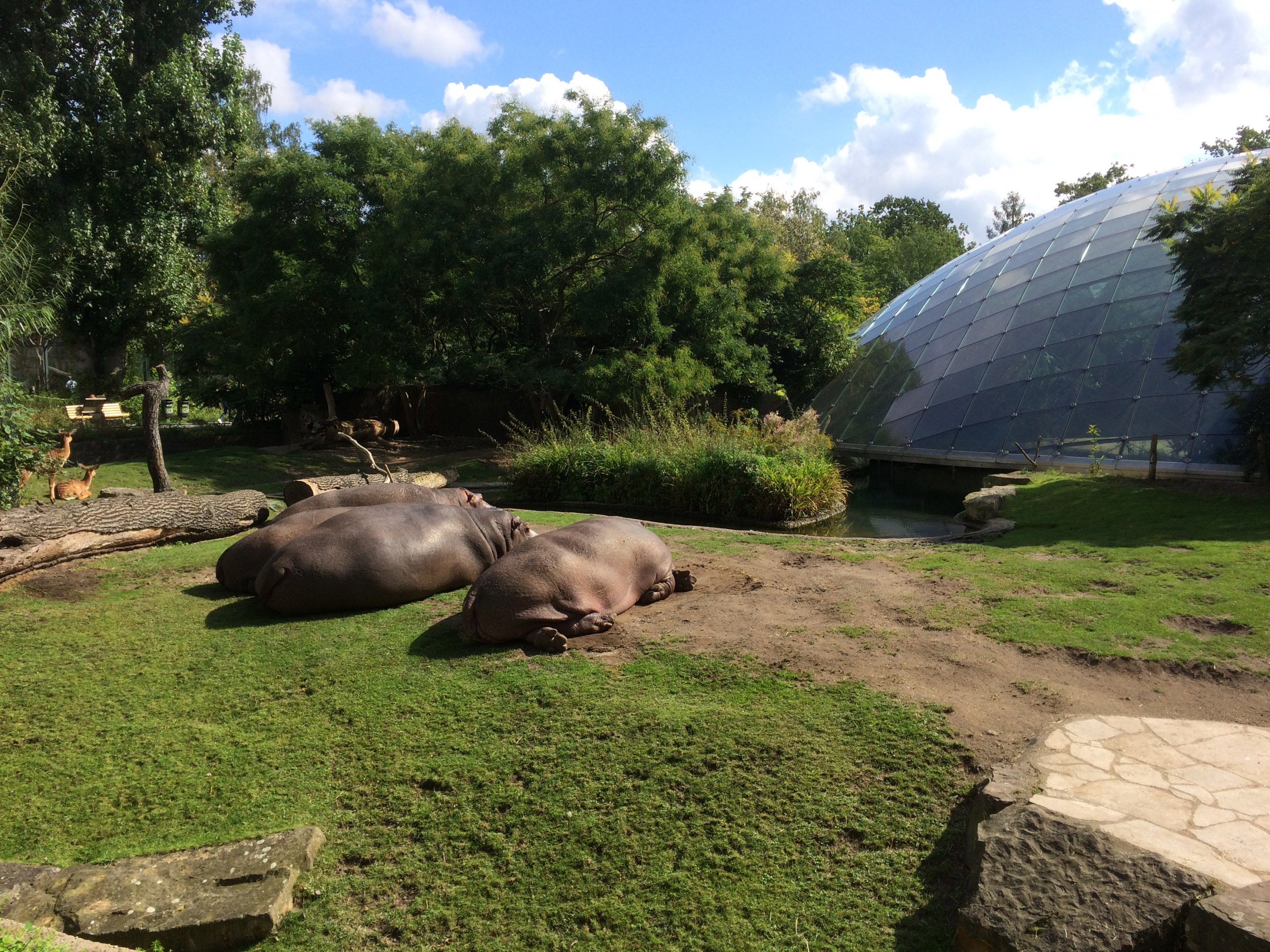 Hippo house