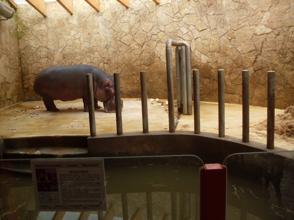 Hippo house