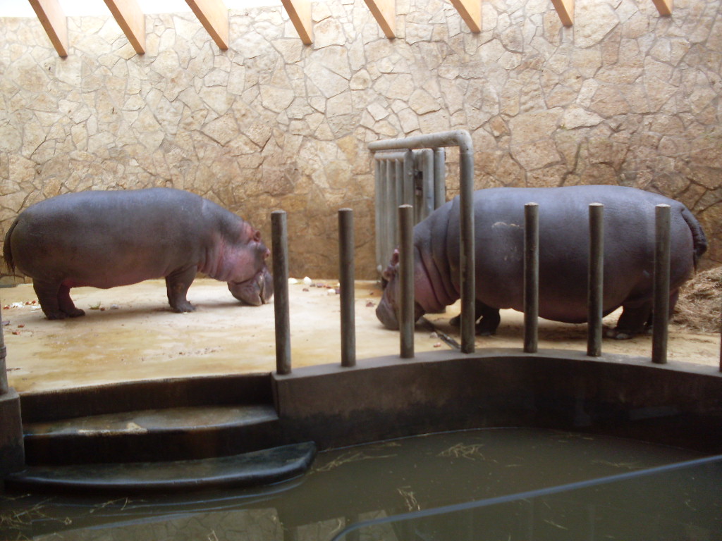 Hippo house