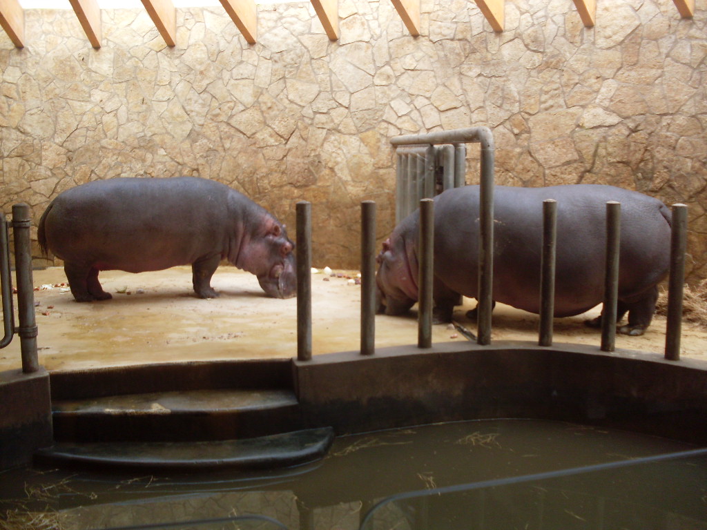 Hippo house