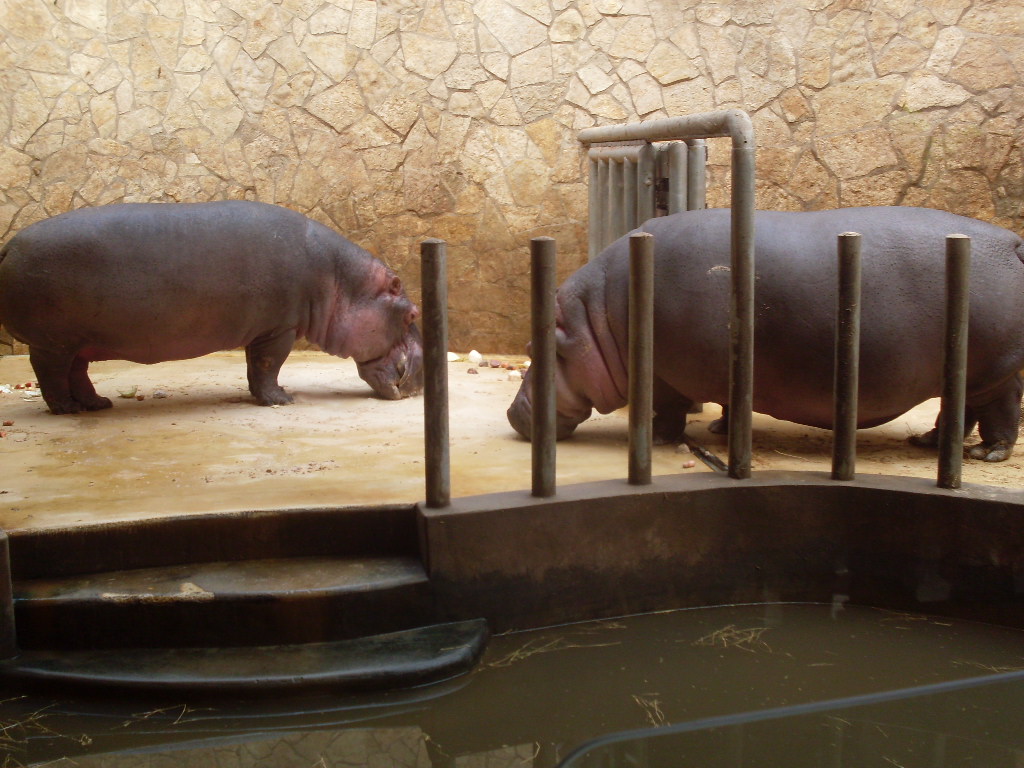 Hippo house