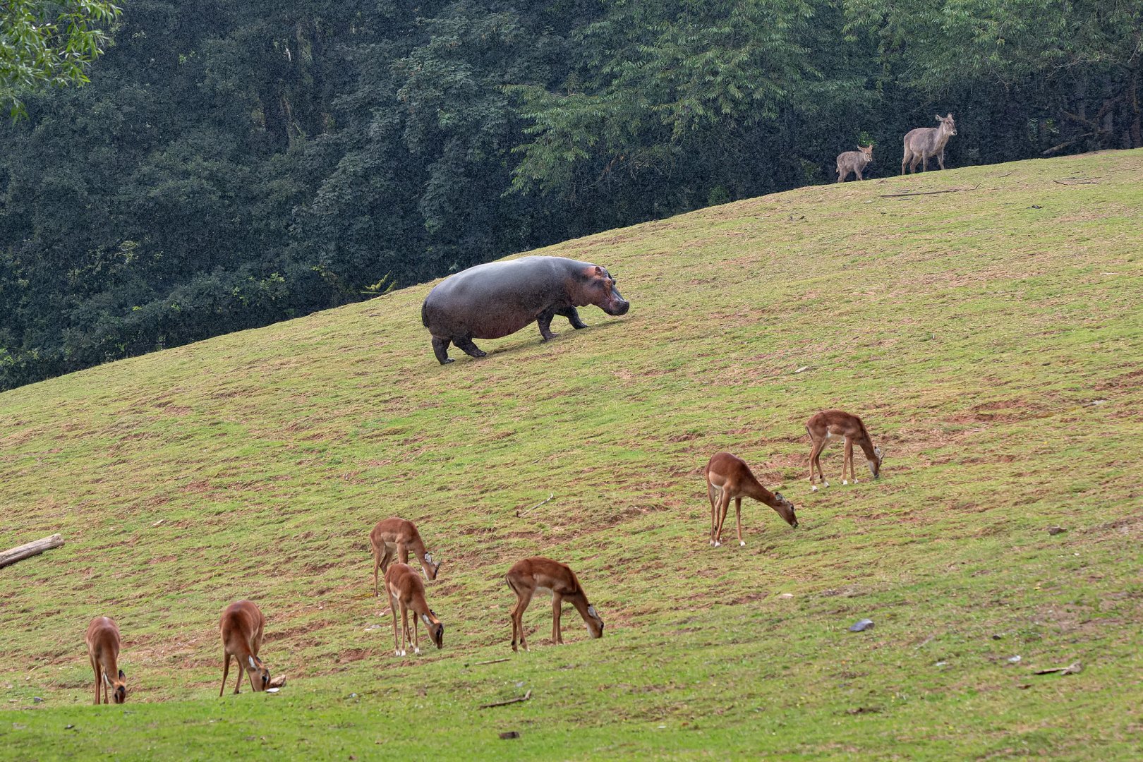 Hippo & impalas & waterbucks