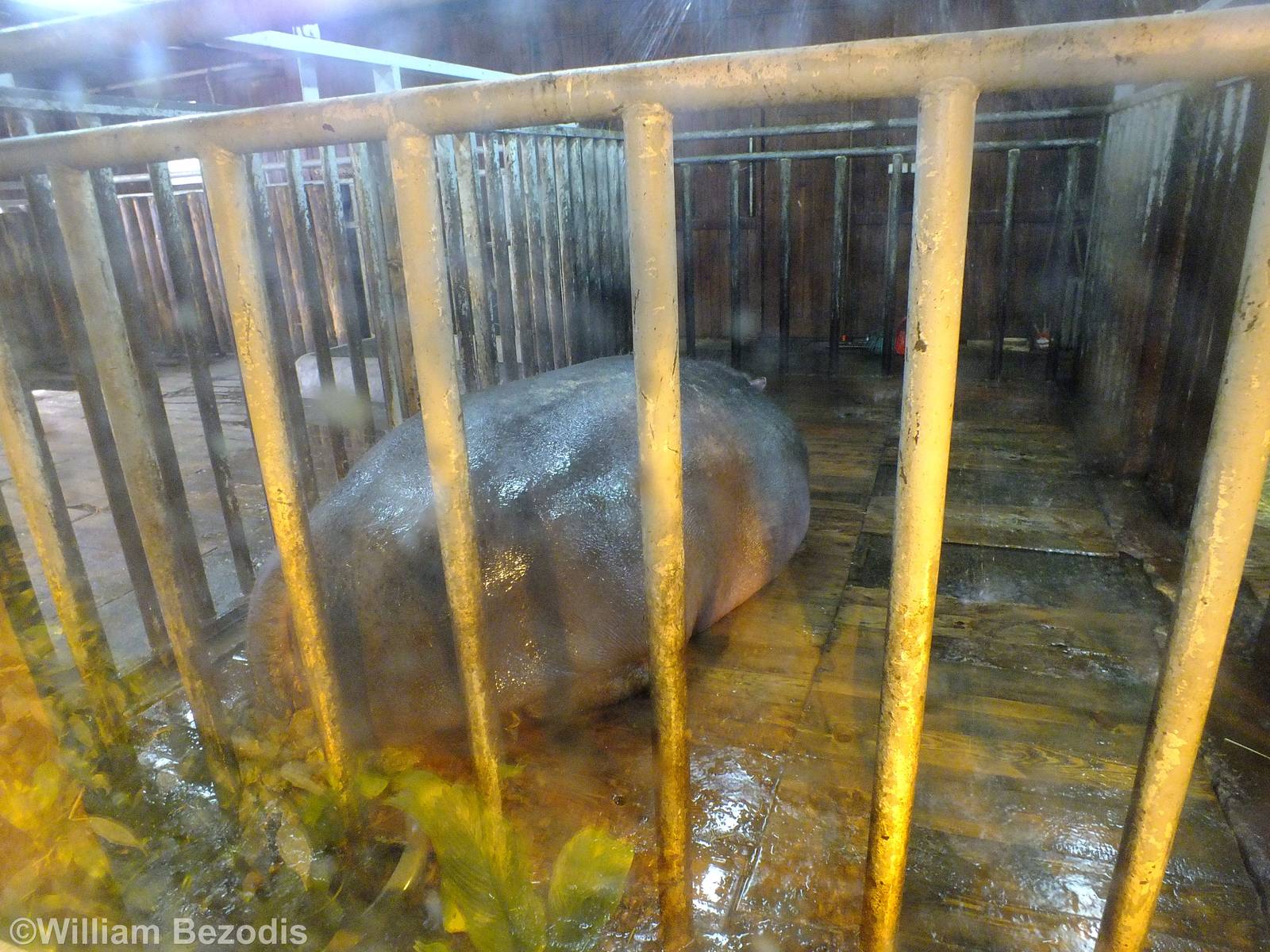 Hippo in Indoor Area