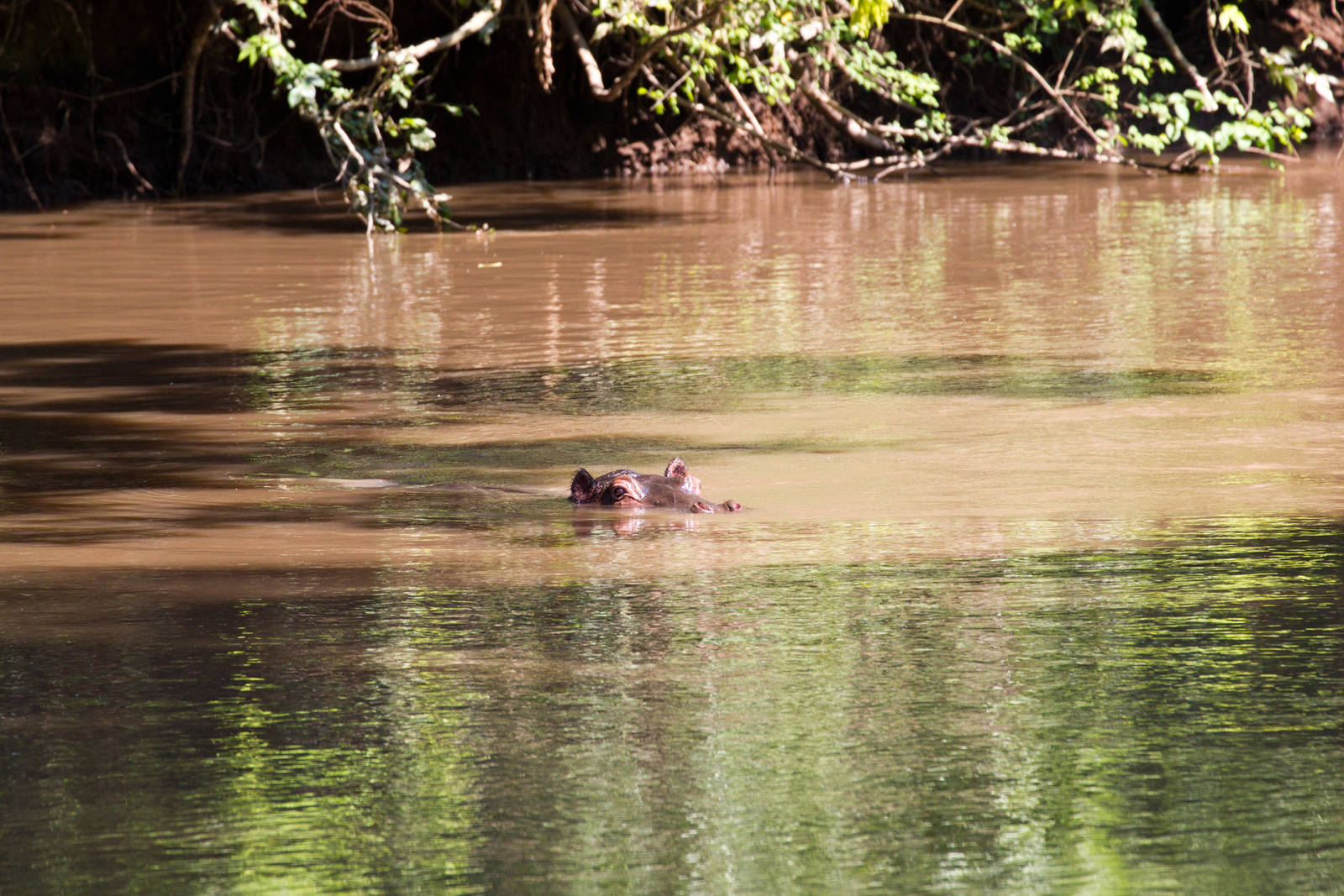 Hippo in Kyambura River