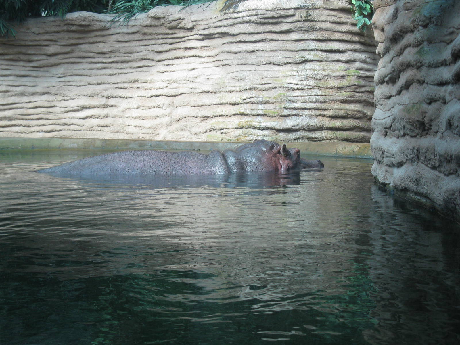 Hippo in water