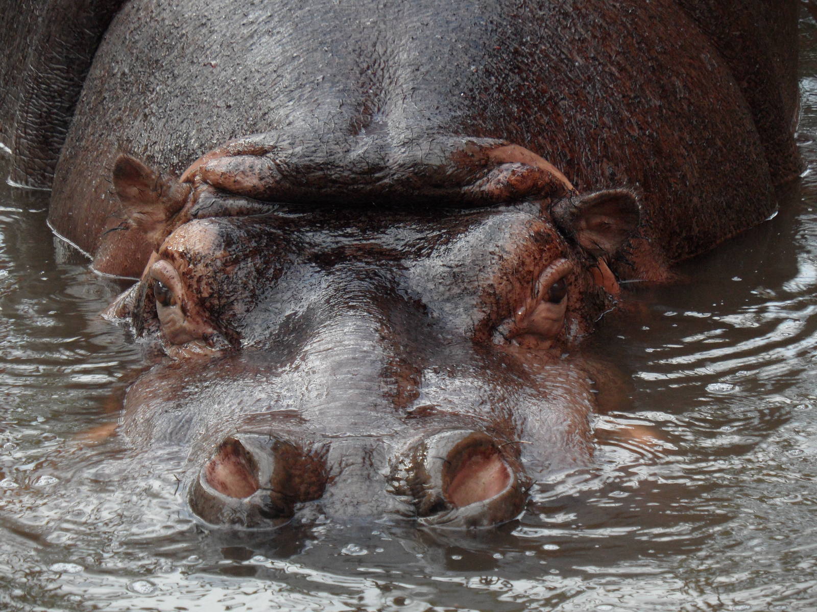 Hippo in water