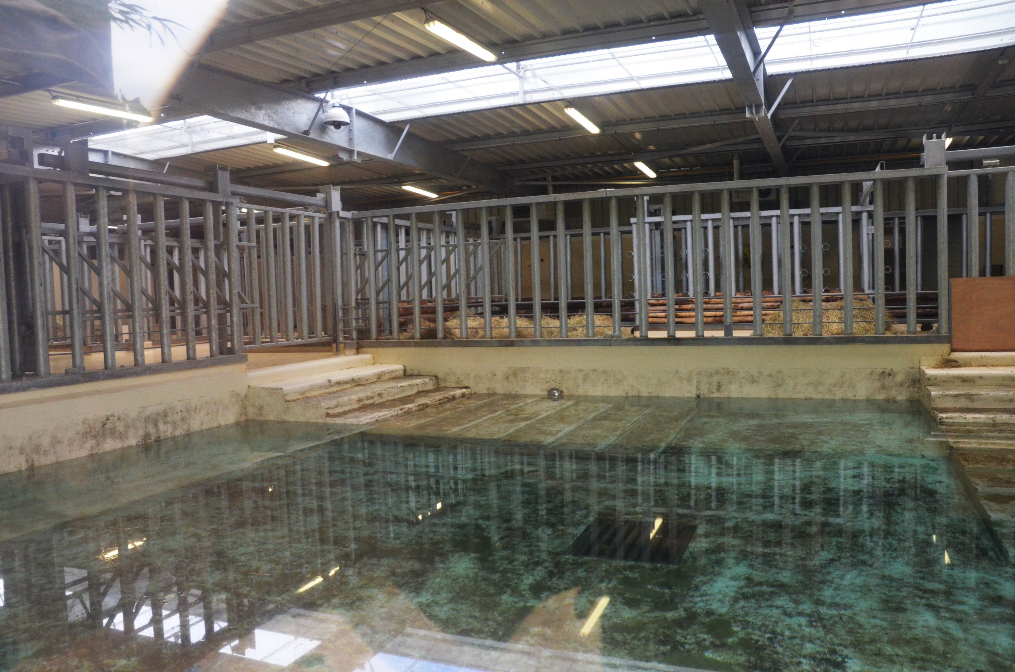 Hippo Indoor Enclosure at Beauval, 12/06/18