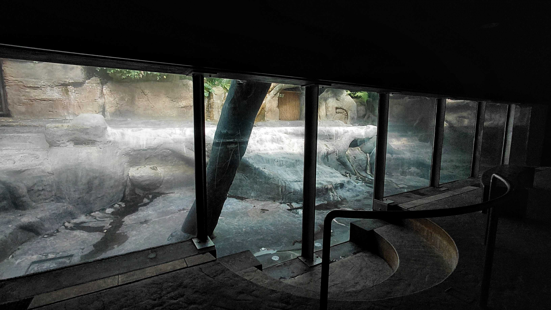 Hippo indoor exhibit