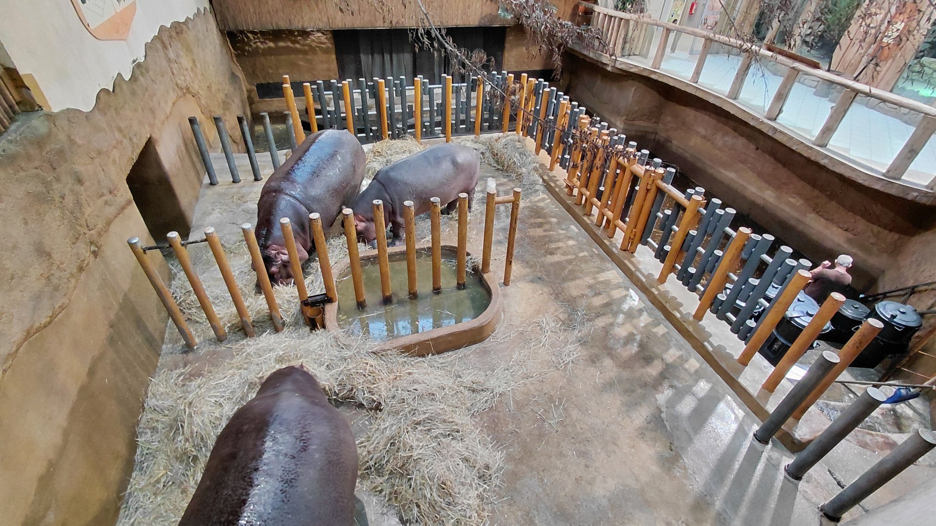 Hippo indoor exhibit