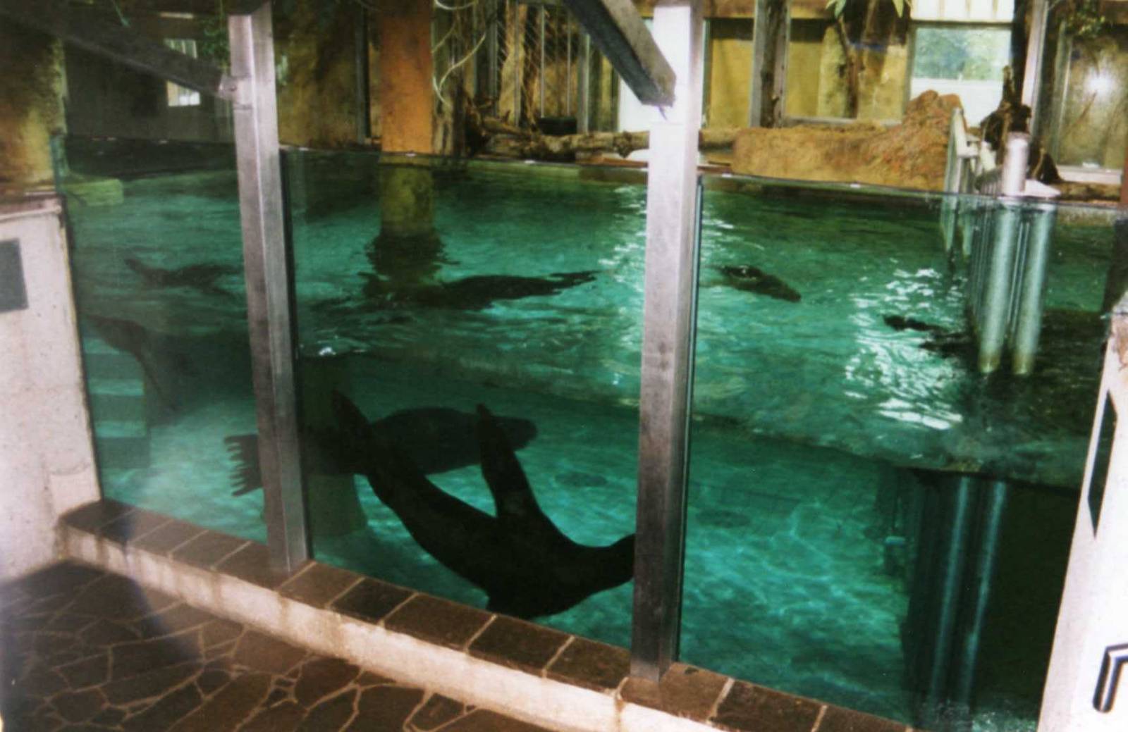 Hippo Indoor Pool with sealions