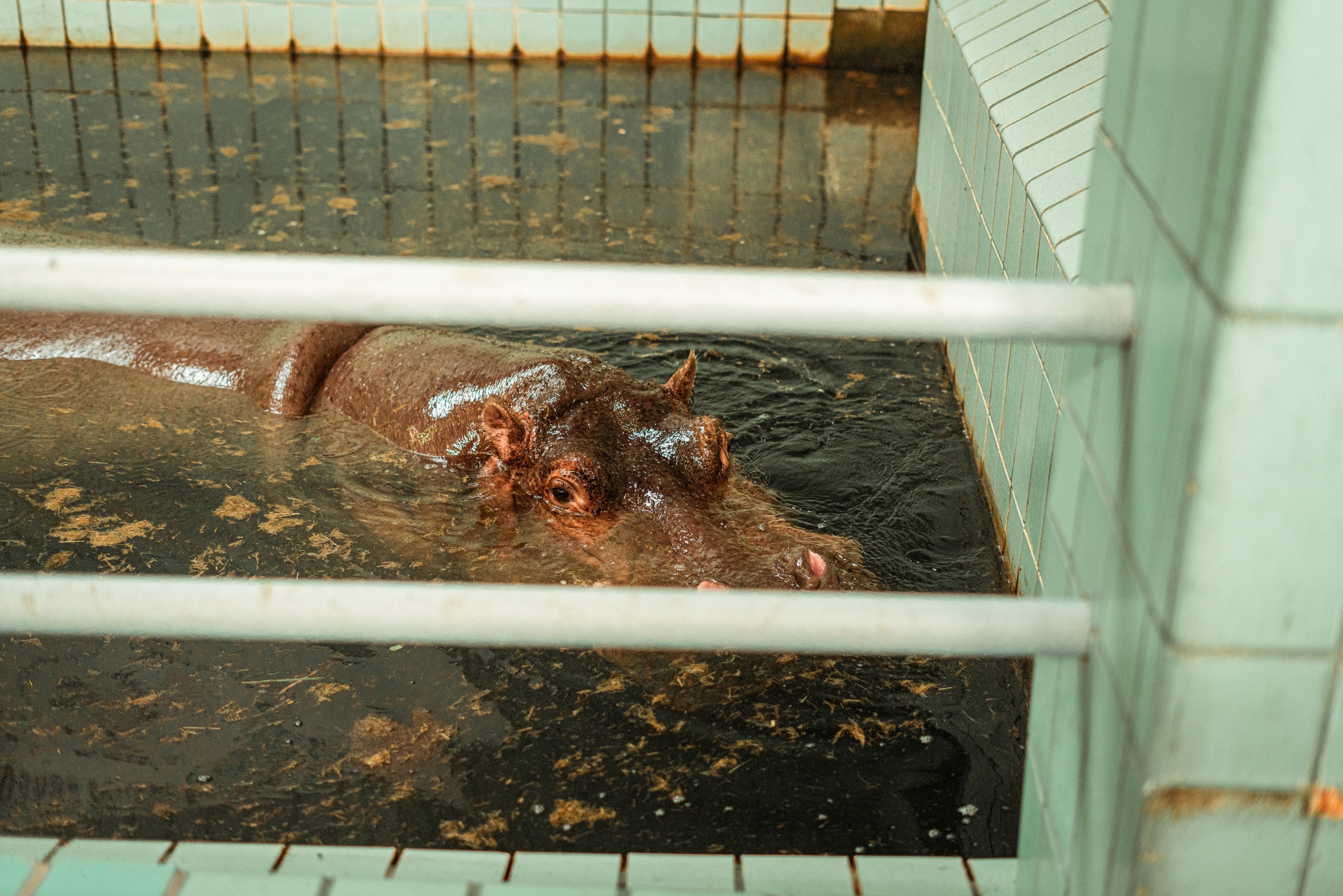 Hippo indoor pool