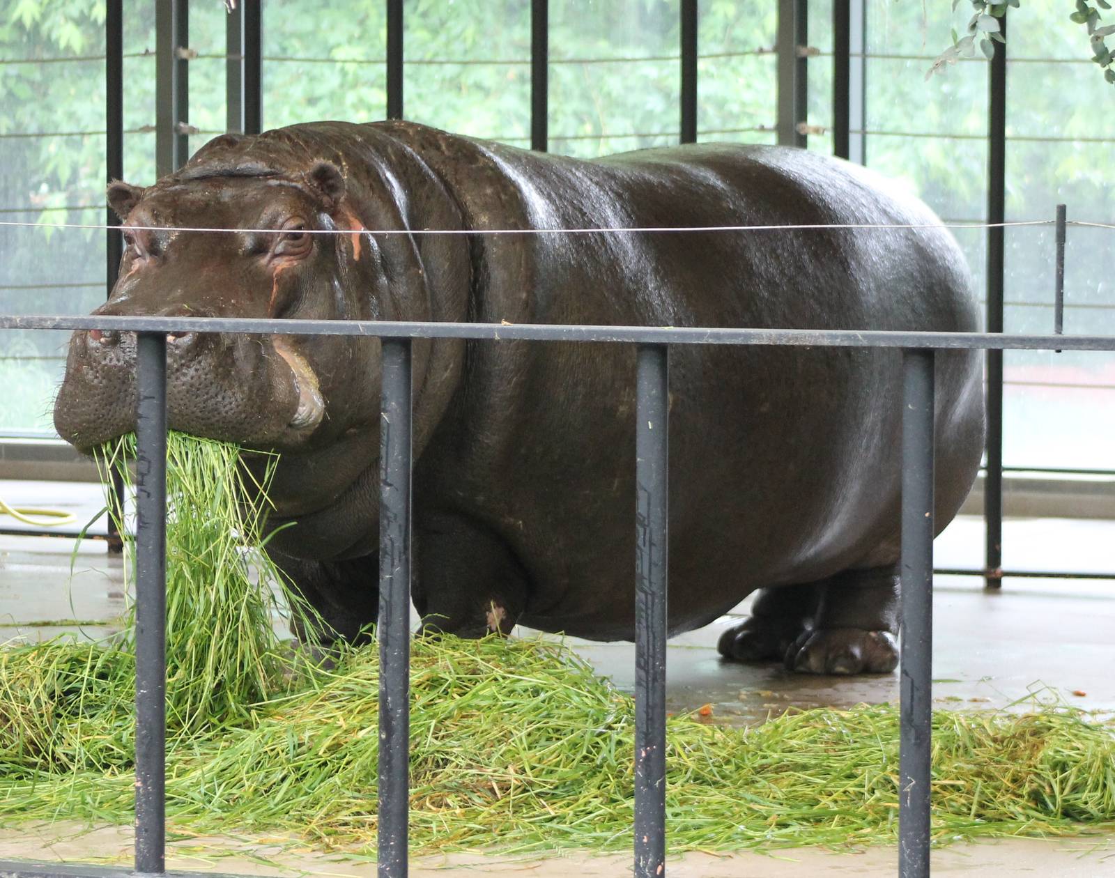Hippo indoors