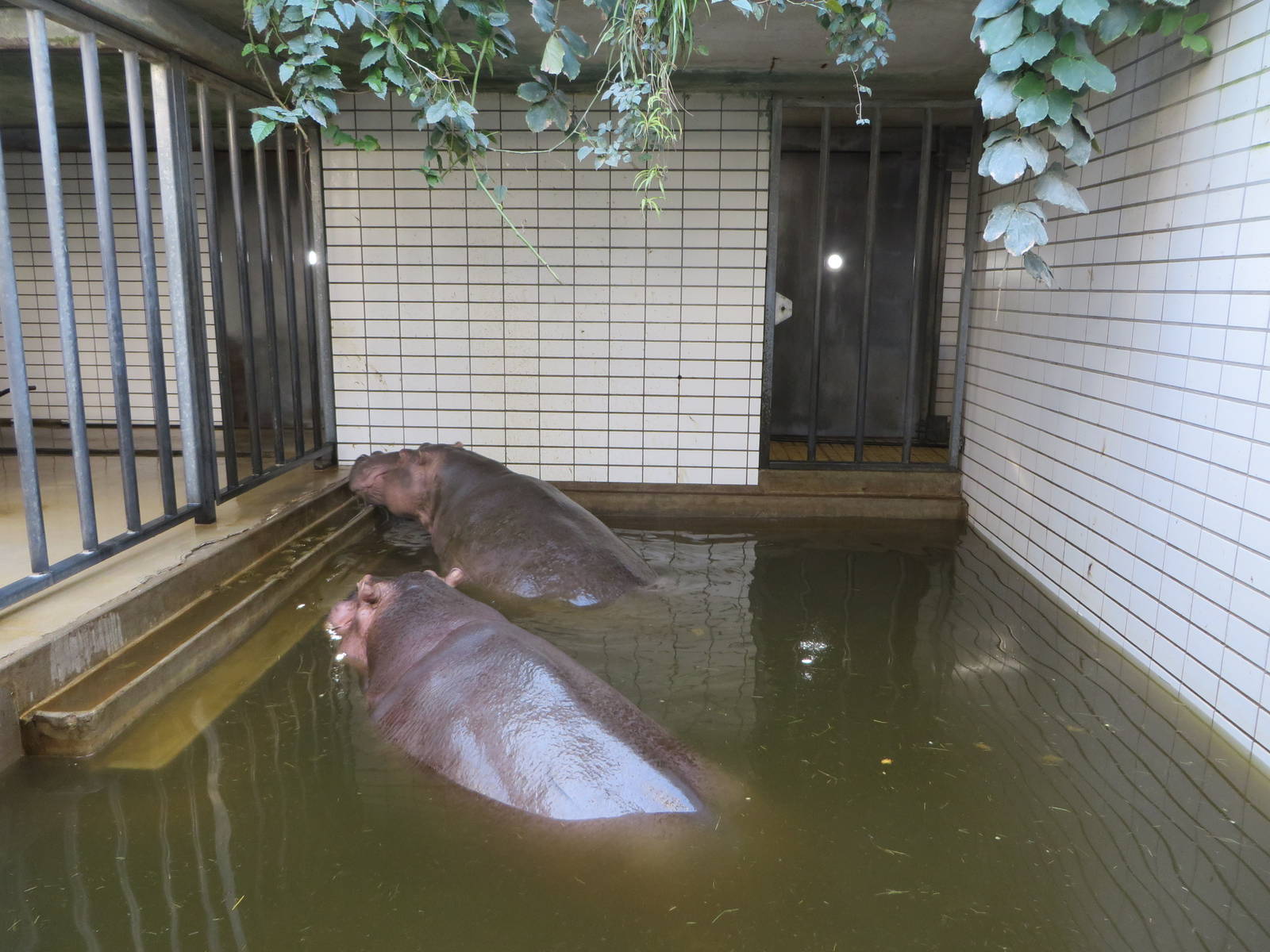 Hippo indoors