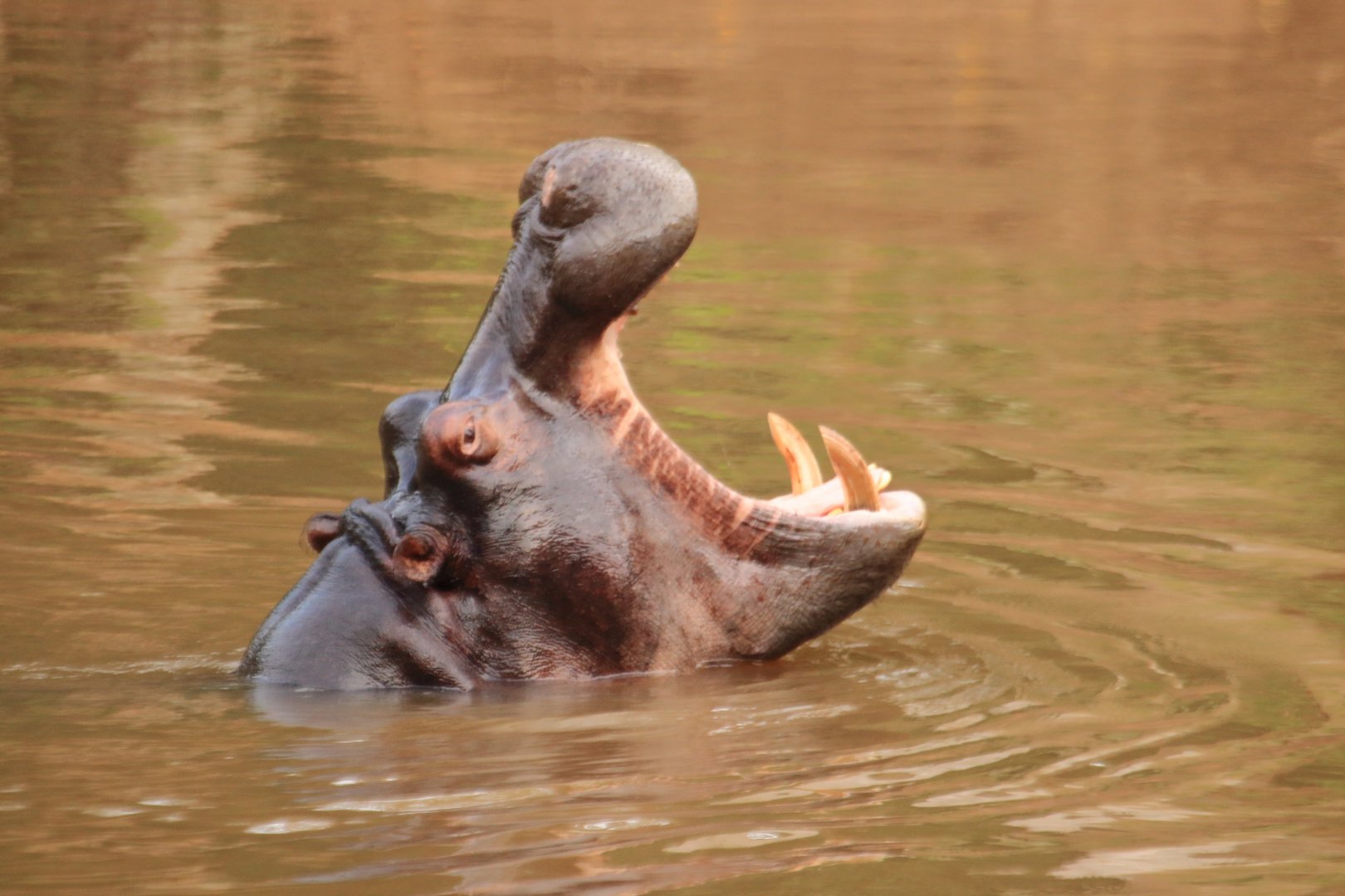 Hippo (January 2020)