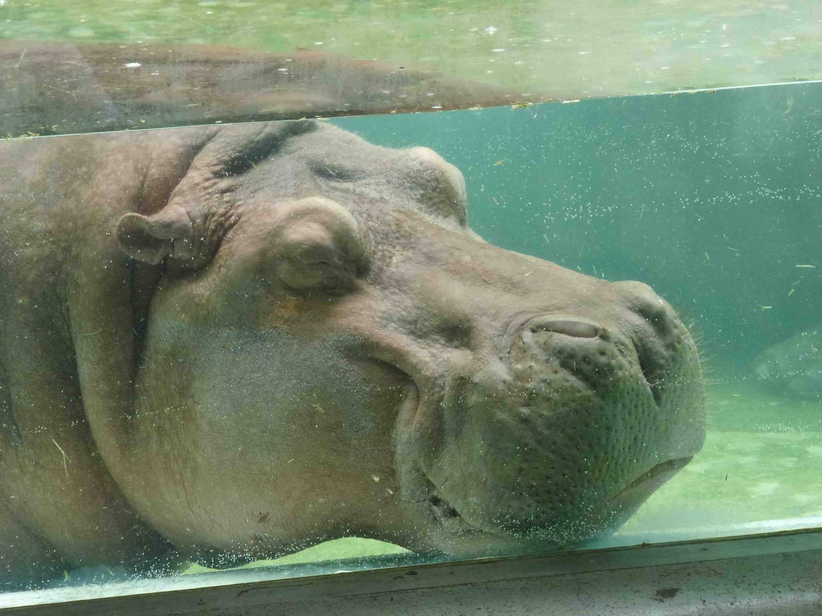 Hippo, July 2013.