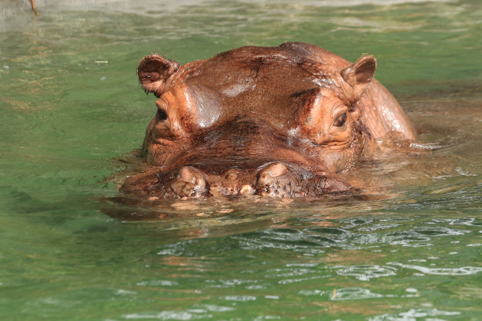 Hippo (June 2019)