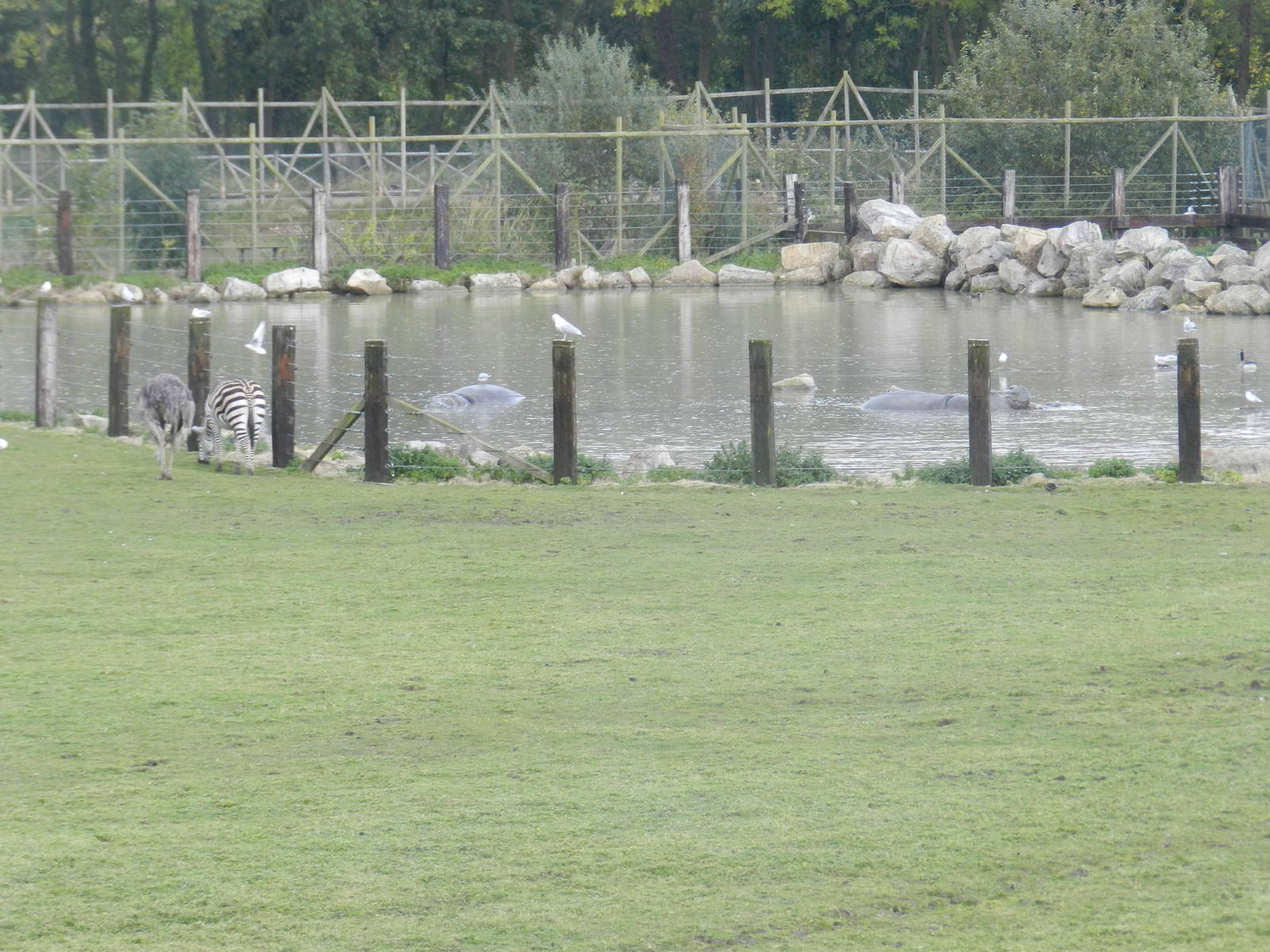 Hippo Lake at Flamingo Land - 14/10/2012