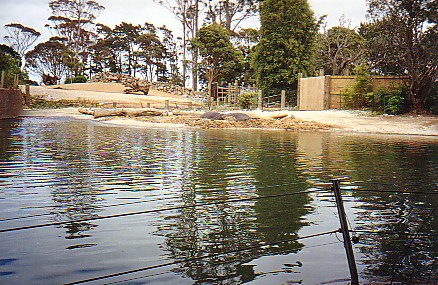 Hippo lake @ Auckland zoo