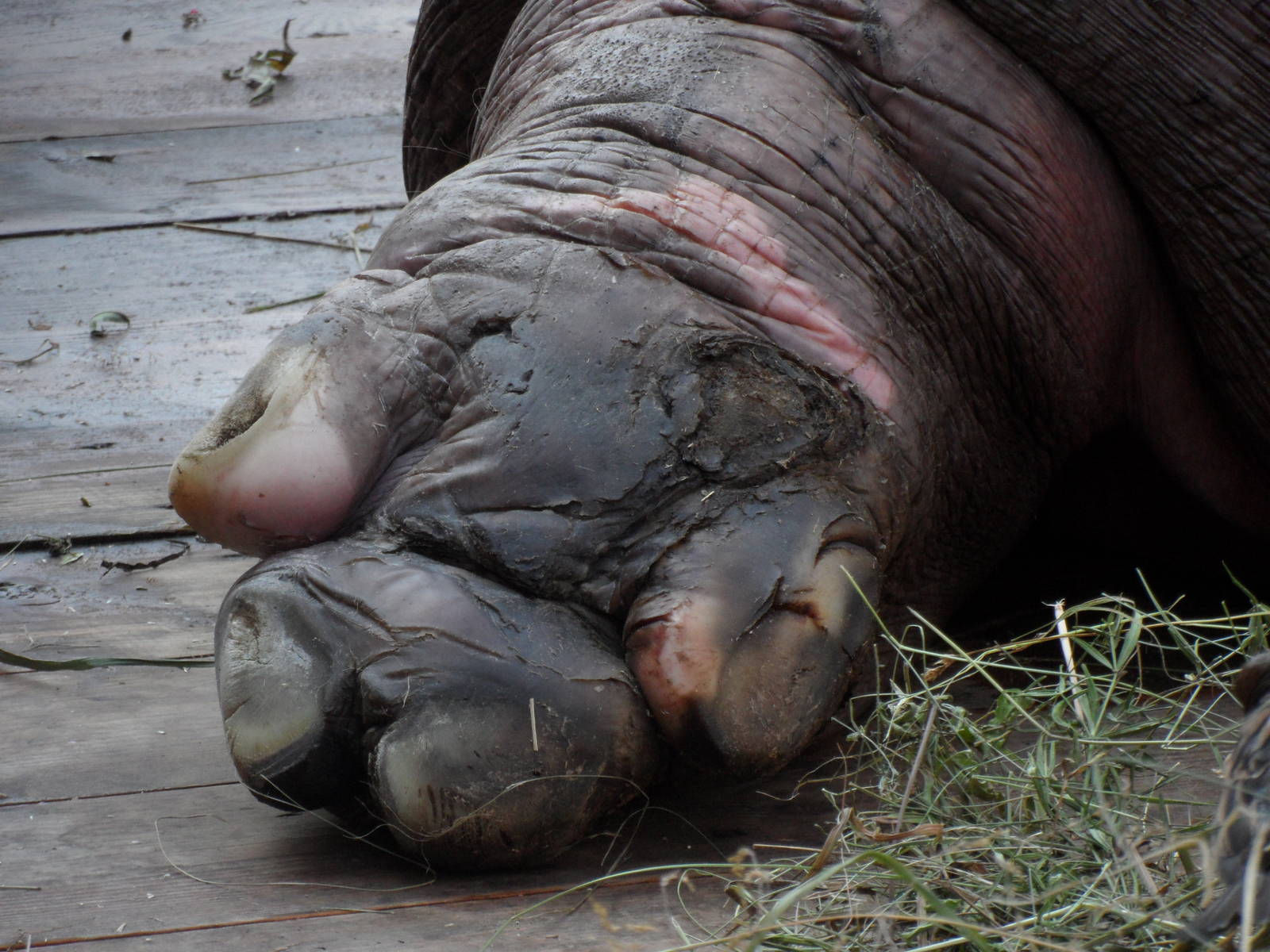 Hippo left hind foot