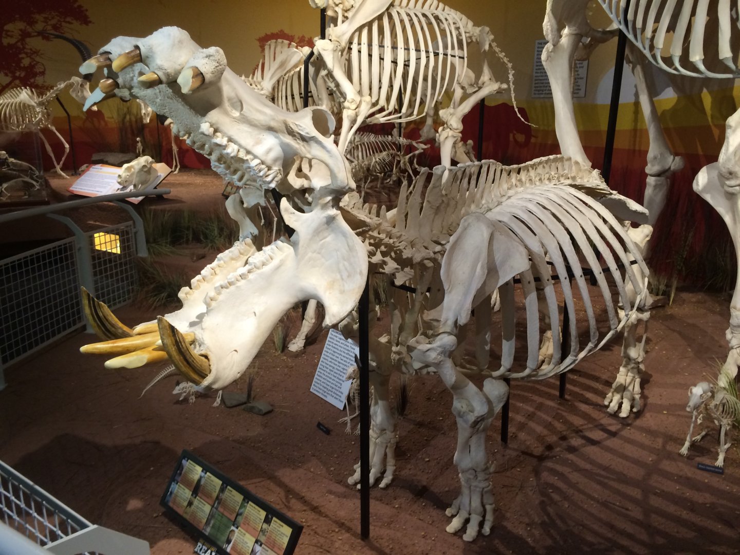 Hippo Left Side View