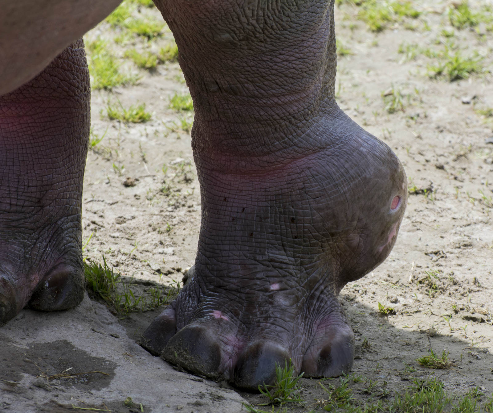 Hippo leg injury (Samson)