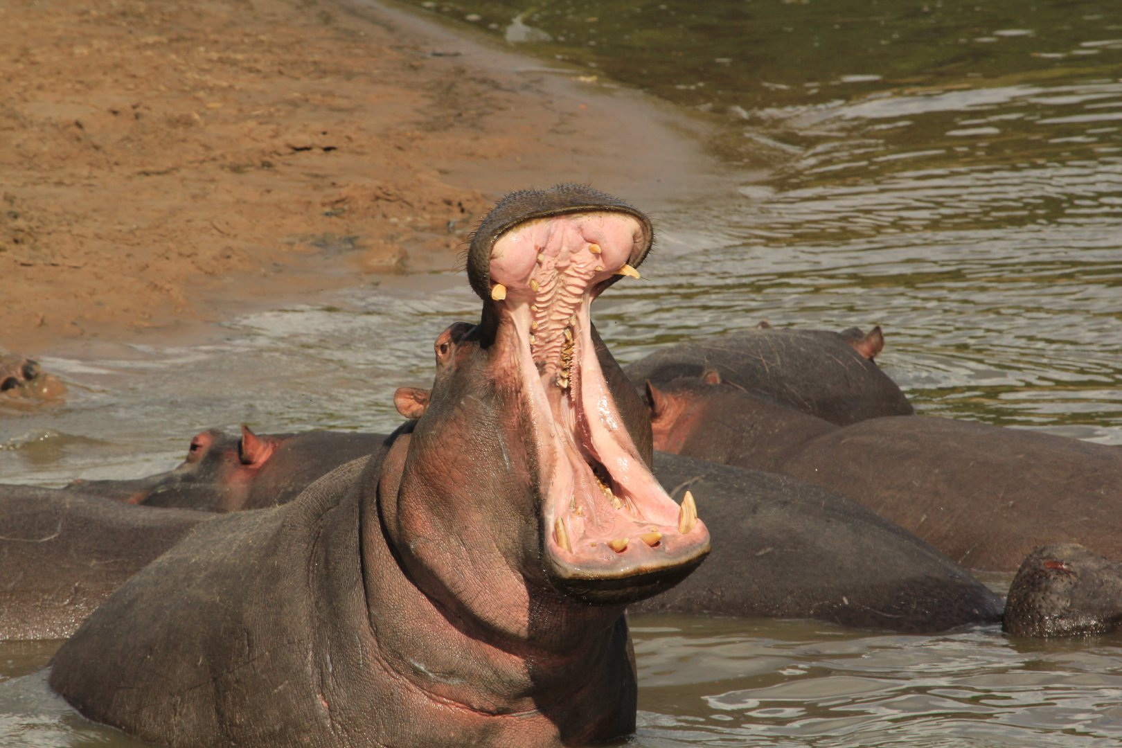 Hippo - Masai Mara (September 2018)