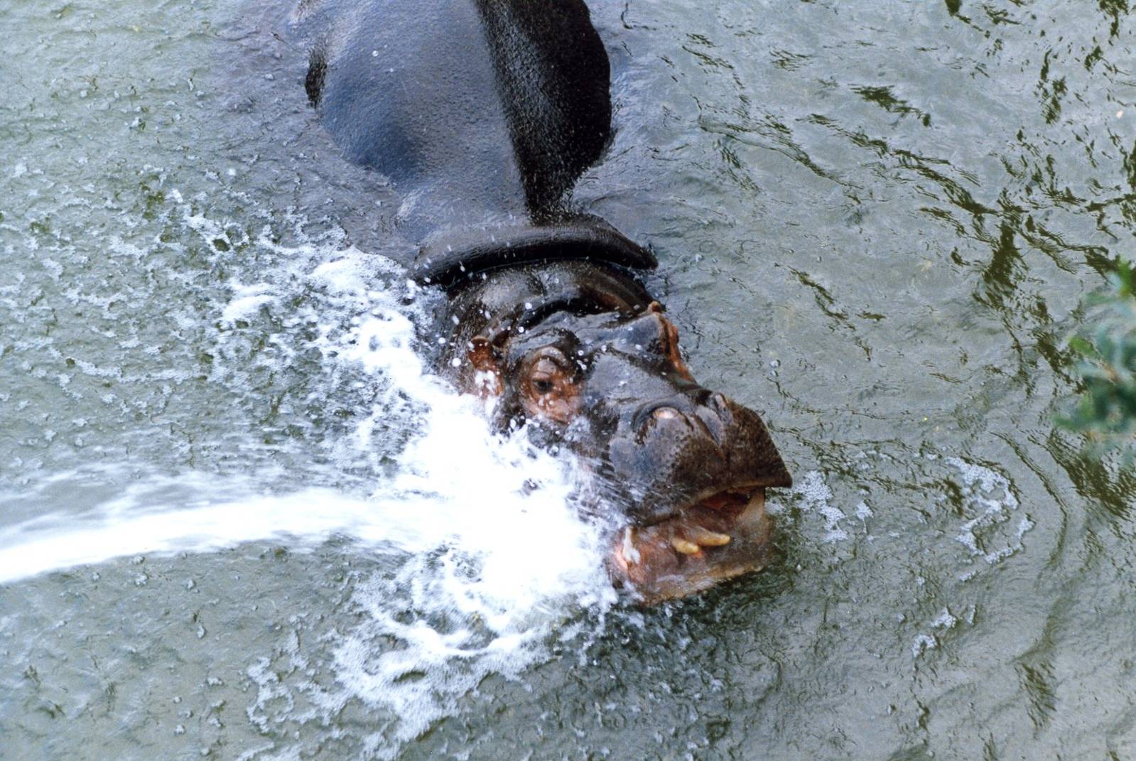 Hippo mid 80,s