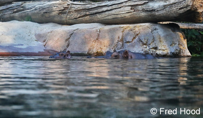 Hippo mother and baby