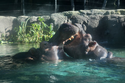 hippo mother and child