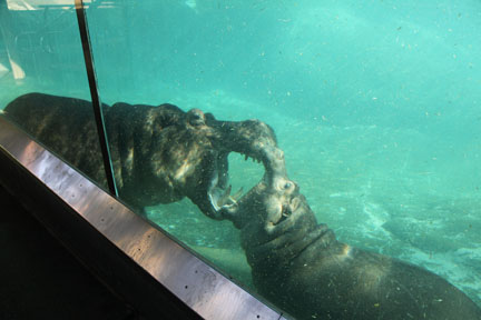 hippo mother and child