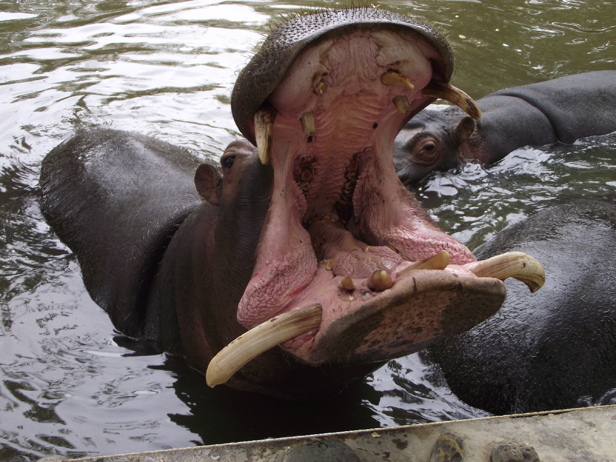 Hippo Mouth