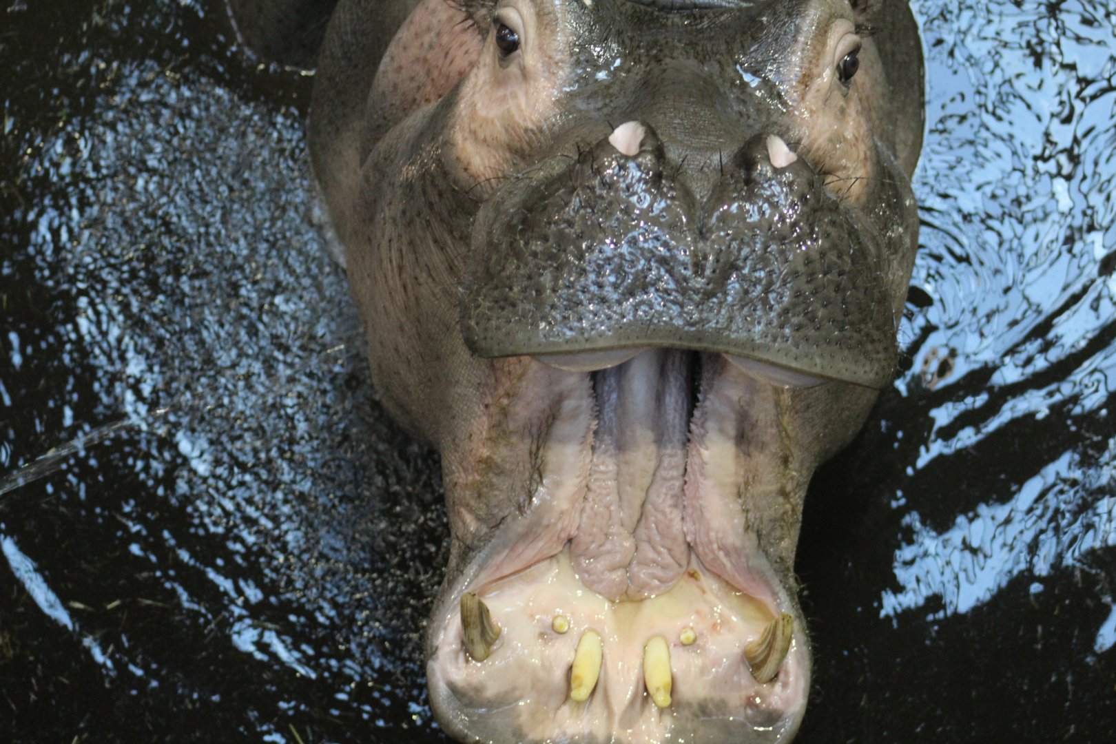 Hippo Mouth