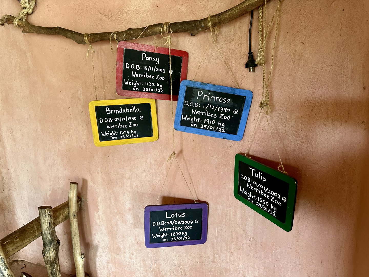 Hippo Names/Ages/Weights