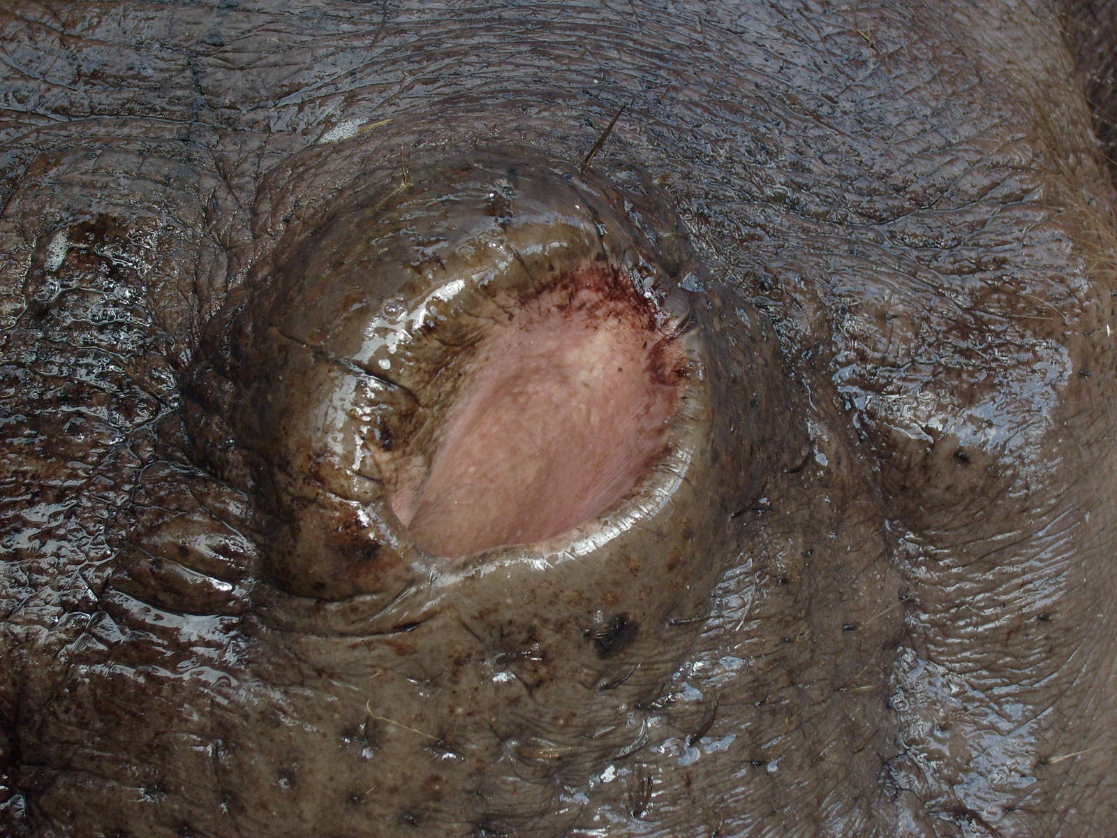 Hippo nostril, opened