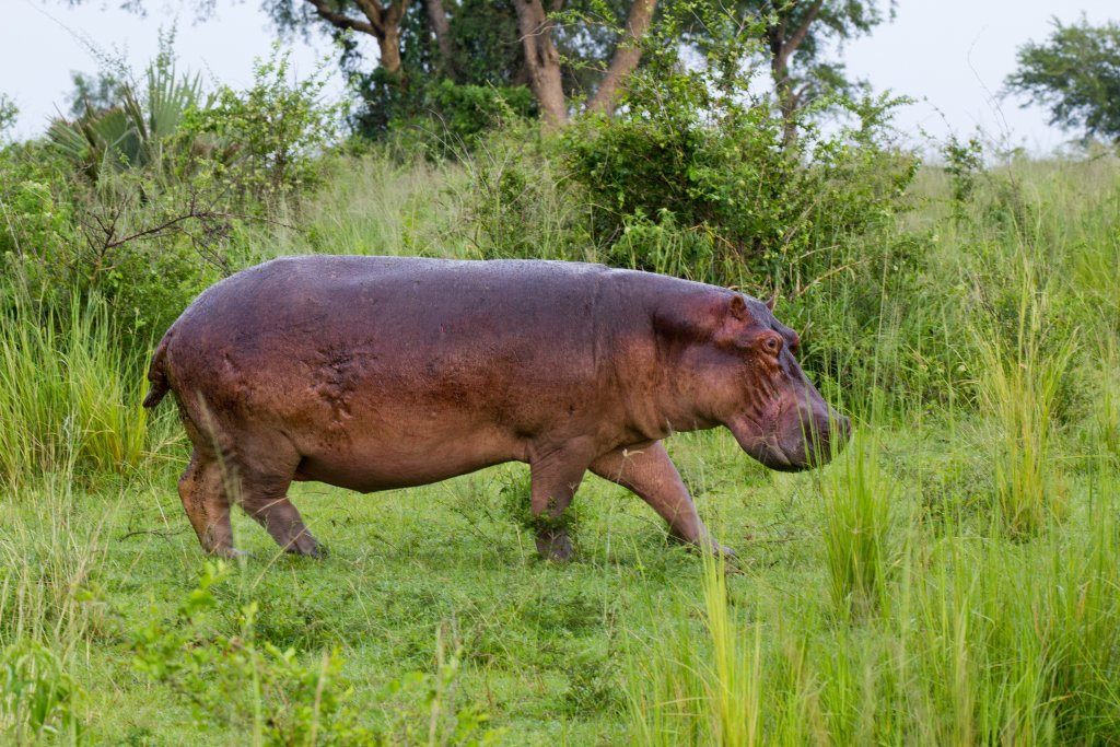 Hippo on the run