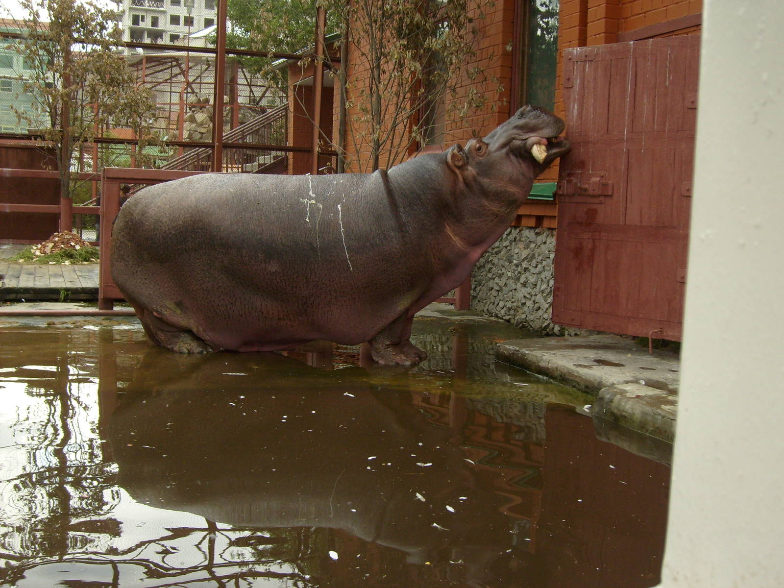 Hippo opening the door