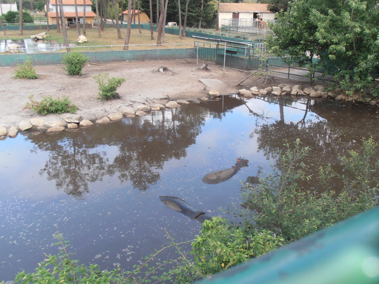 Hippo-Ostrich exhibit-Zoo Bassin D'Arcachon (2012)