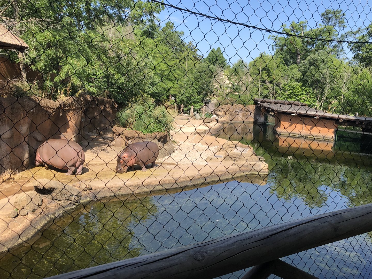 Hippo Out Of Water View From Outdoor Viewing Area