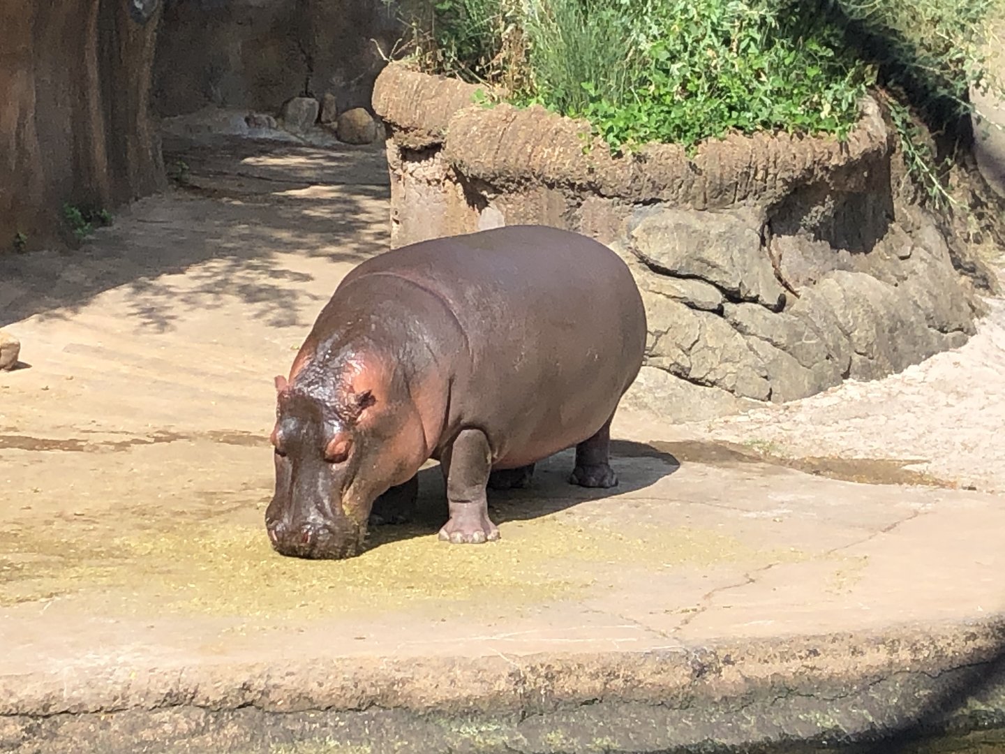 Hippo Out of Water