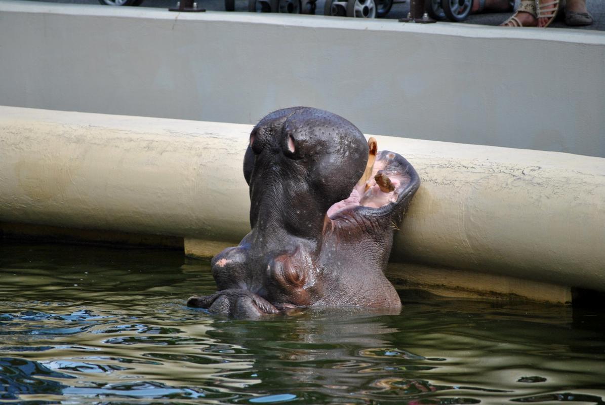 Hippo outdoor pool