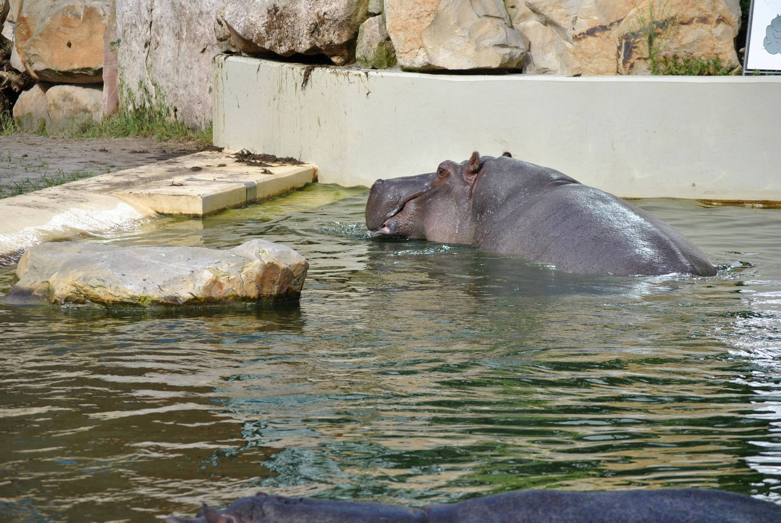 Hippo outdoor pool