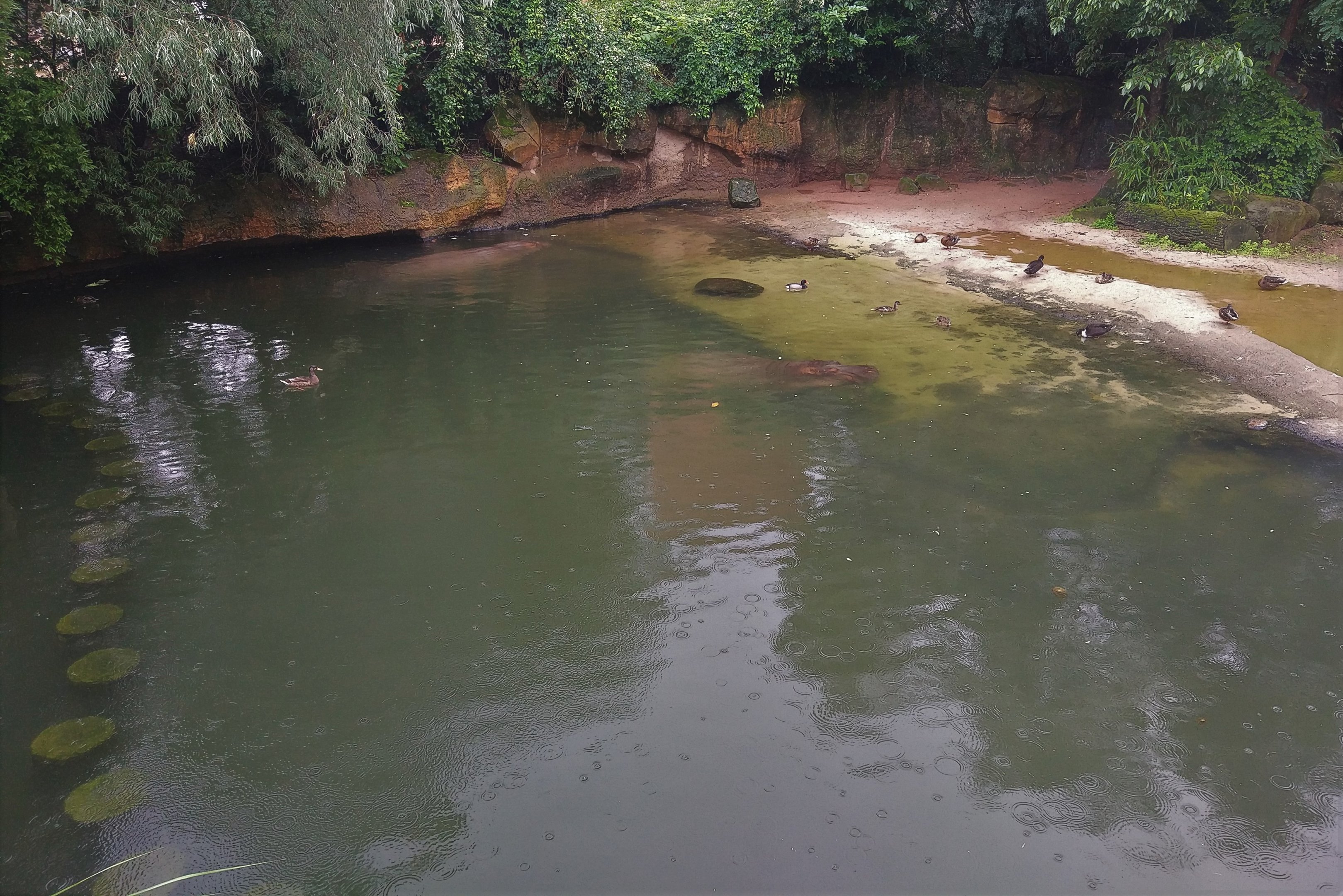 Hippo Outdoors - Africa