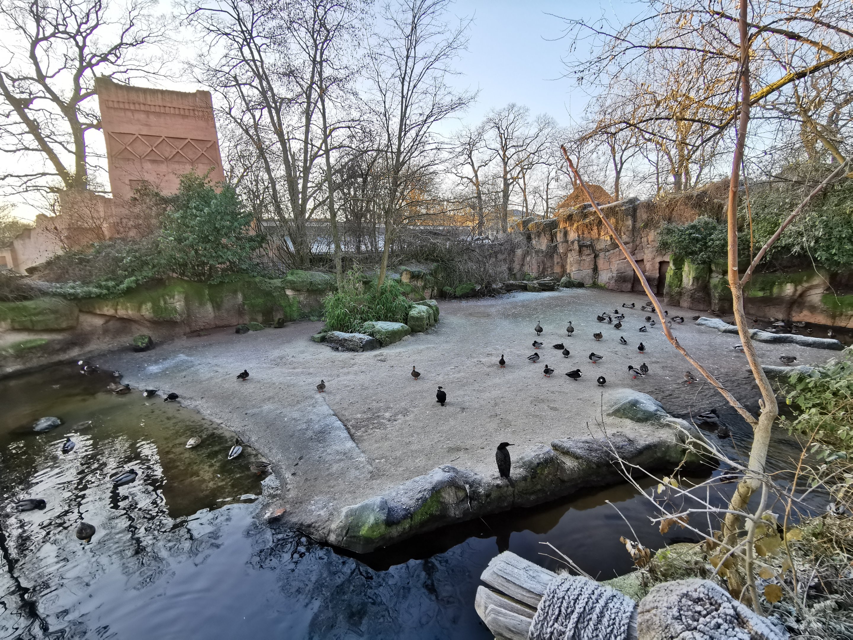 Hippo outdoors - "Afrika Sambesi"