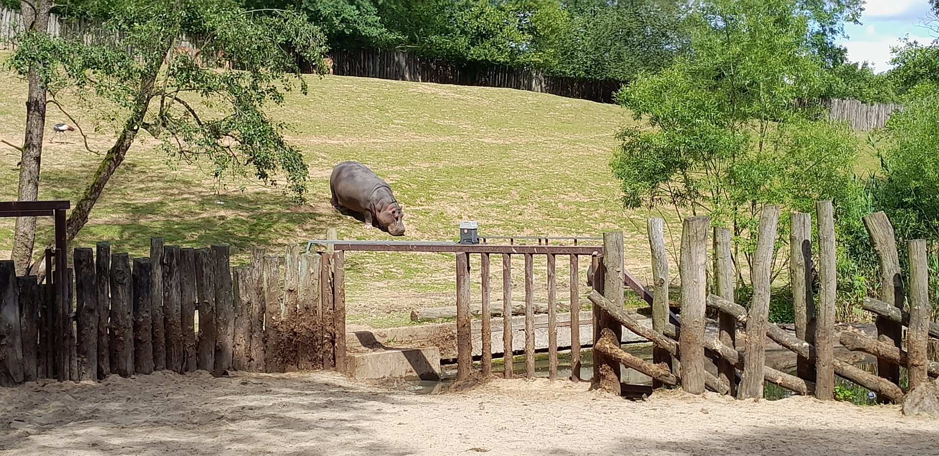 Hippo outside of pond