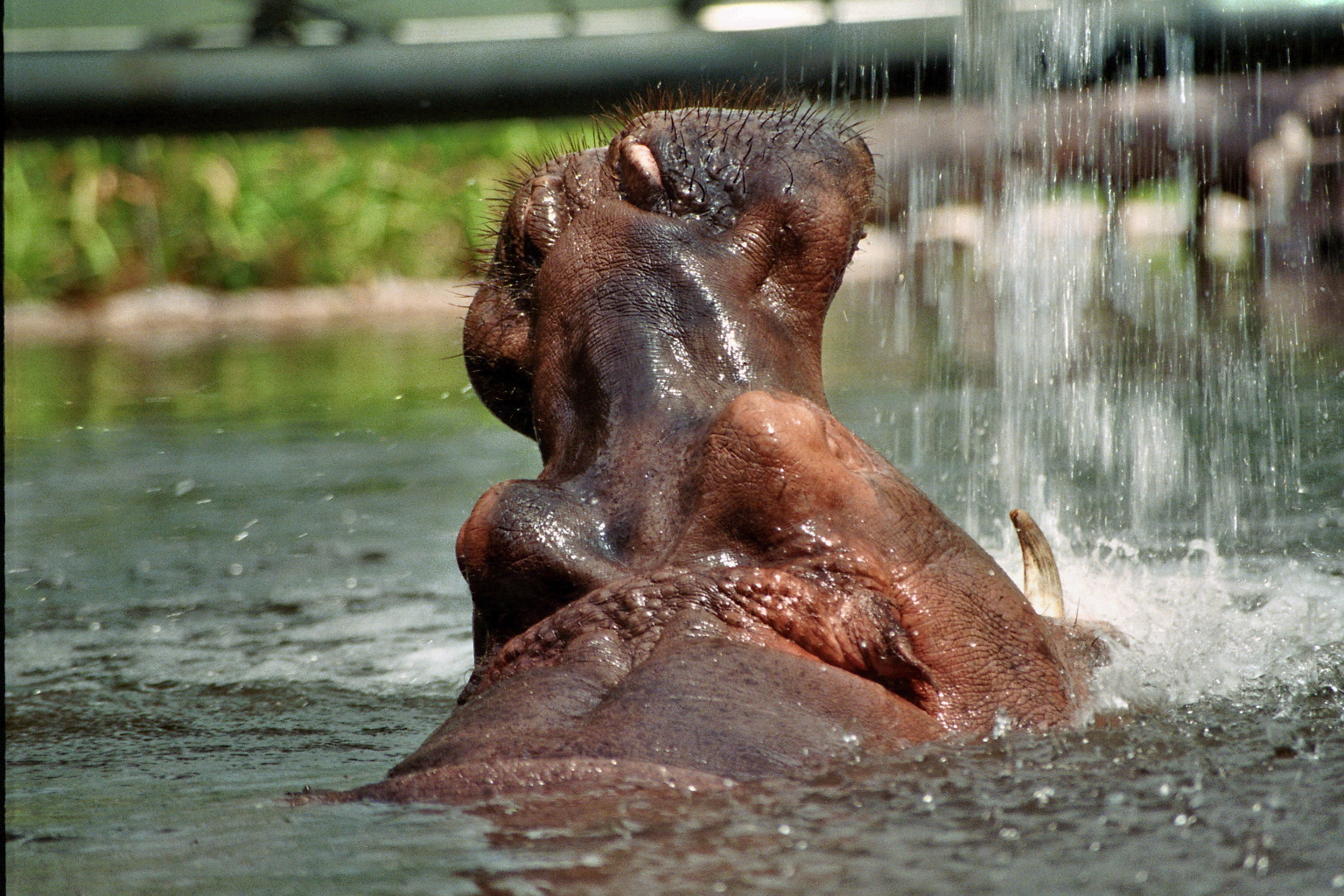 Hippo playing with water beam