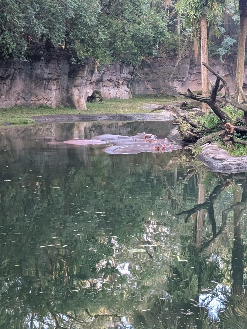 Hippo pod - Kilimanjaro Safari