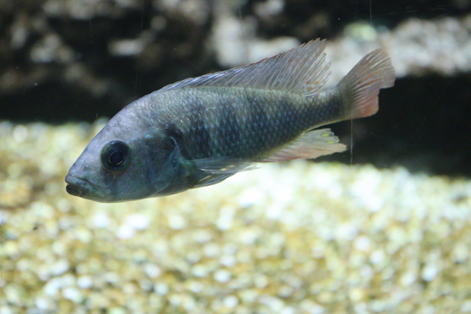 Hippo Point Blue Bar Cichlid